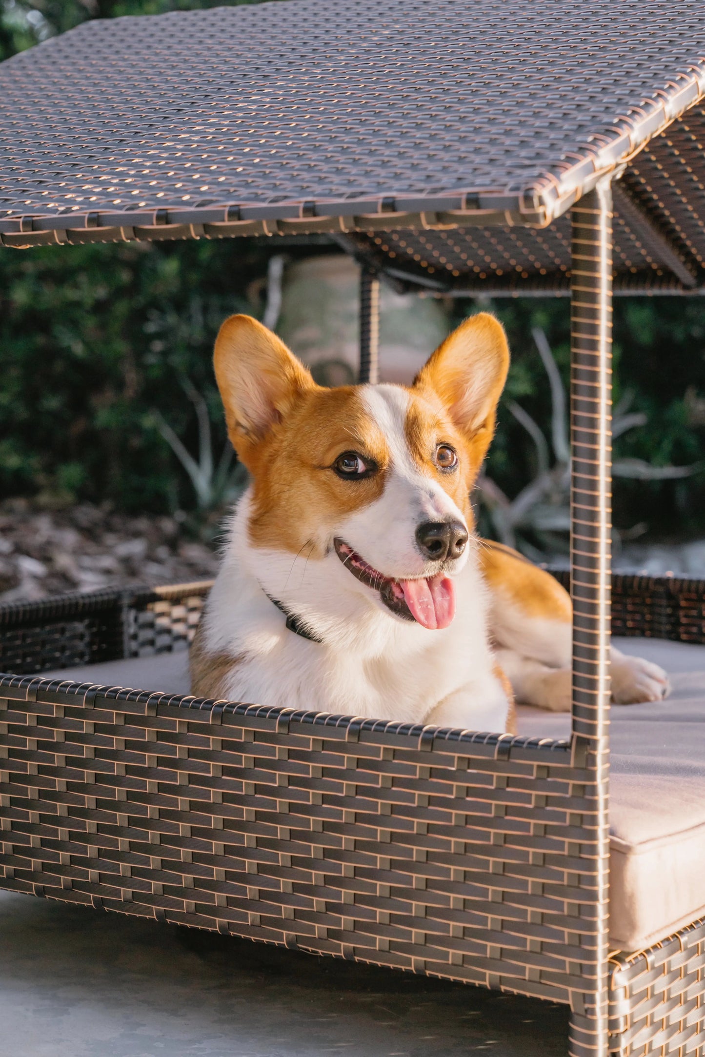 Huntley Pet Rattan Wicker Indoor Outdoor Cabana Raised Pet Bed