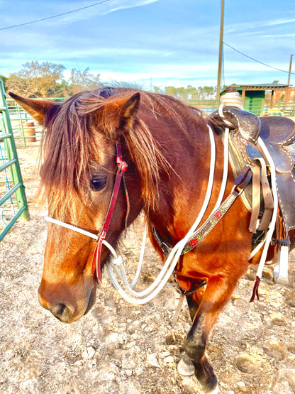 Loping Hackamore: Turquoise or Natural Colored