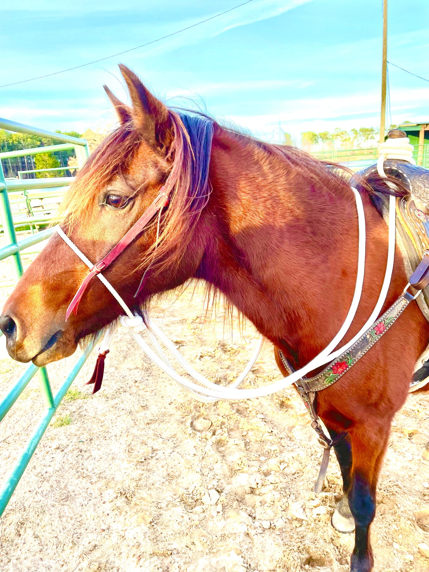 Loping Hackamore: Turquoise or Natural Colored
