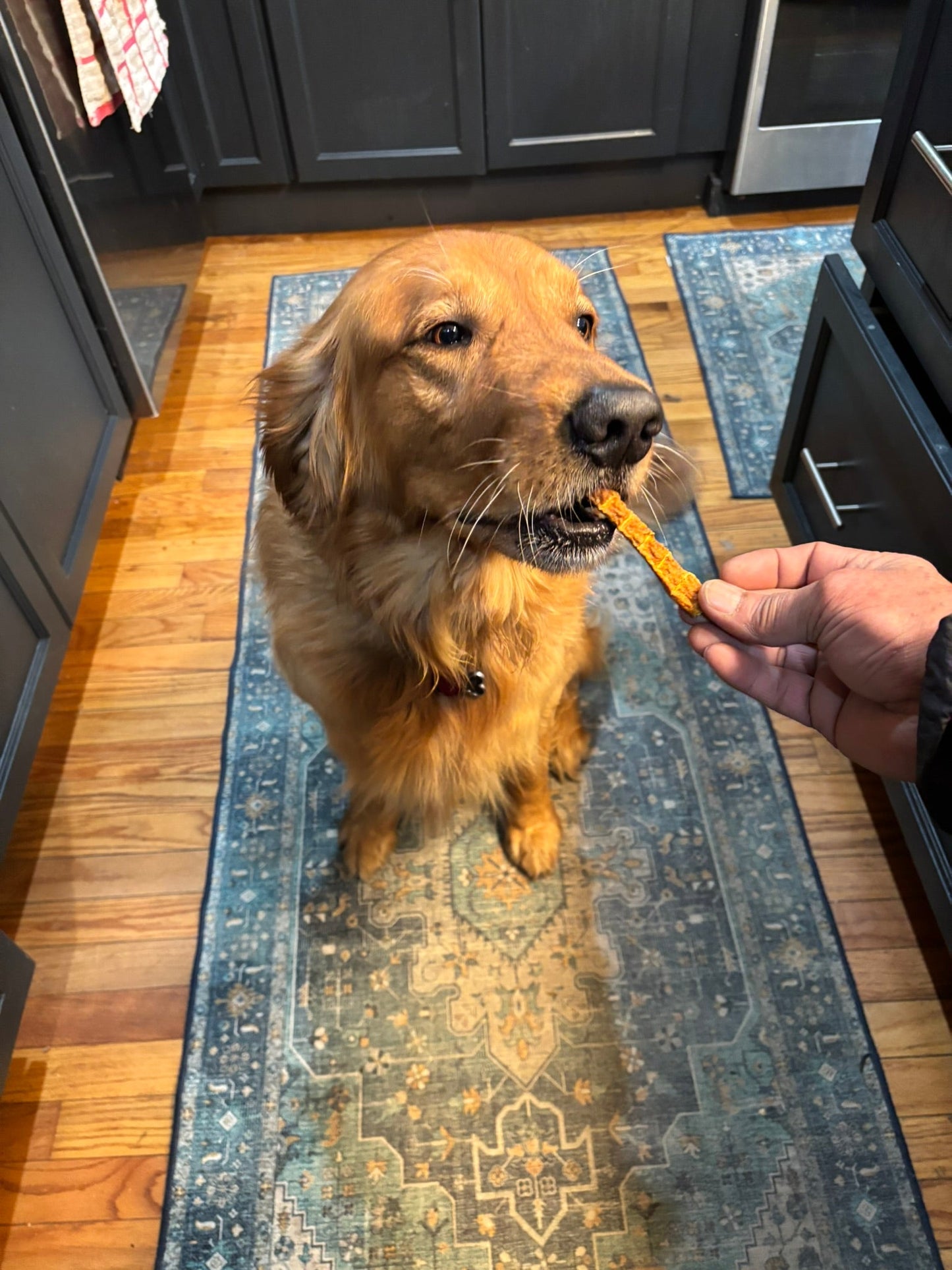 Turkey & Pumpkin Jerky for Dogs | Organic, Human-Grade, 2 Ingredients