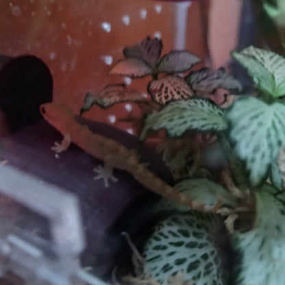 Captive-Bred Mourning Gecko Pairs (Lepidodactylus lugubris)
