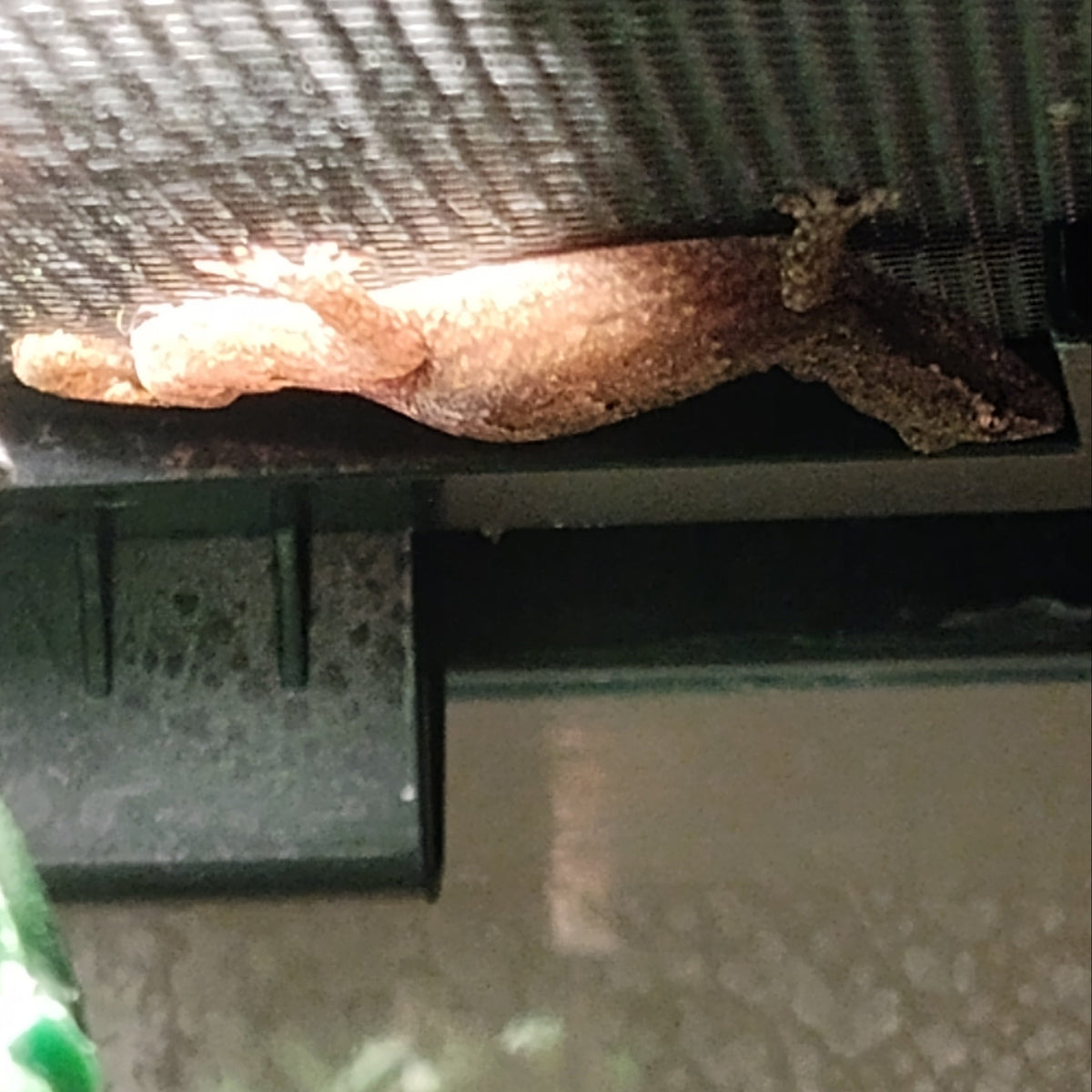 Captive-Bred Mourning Gecko Pairs (Lepidodactylus lugubris)