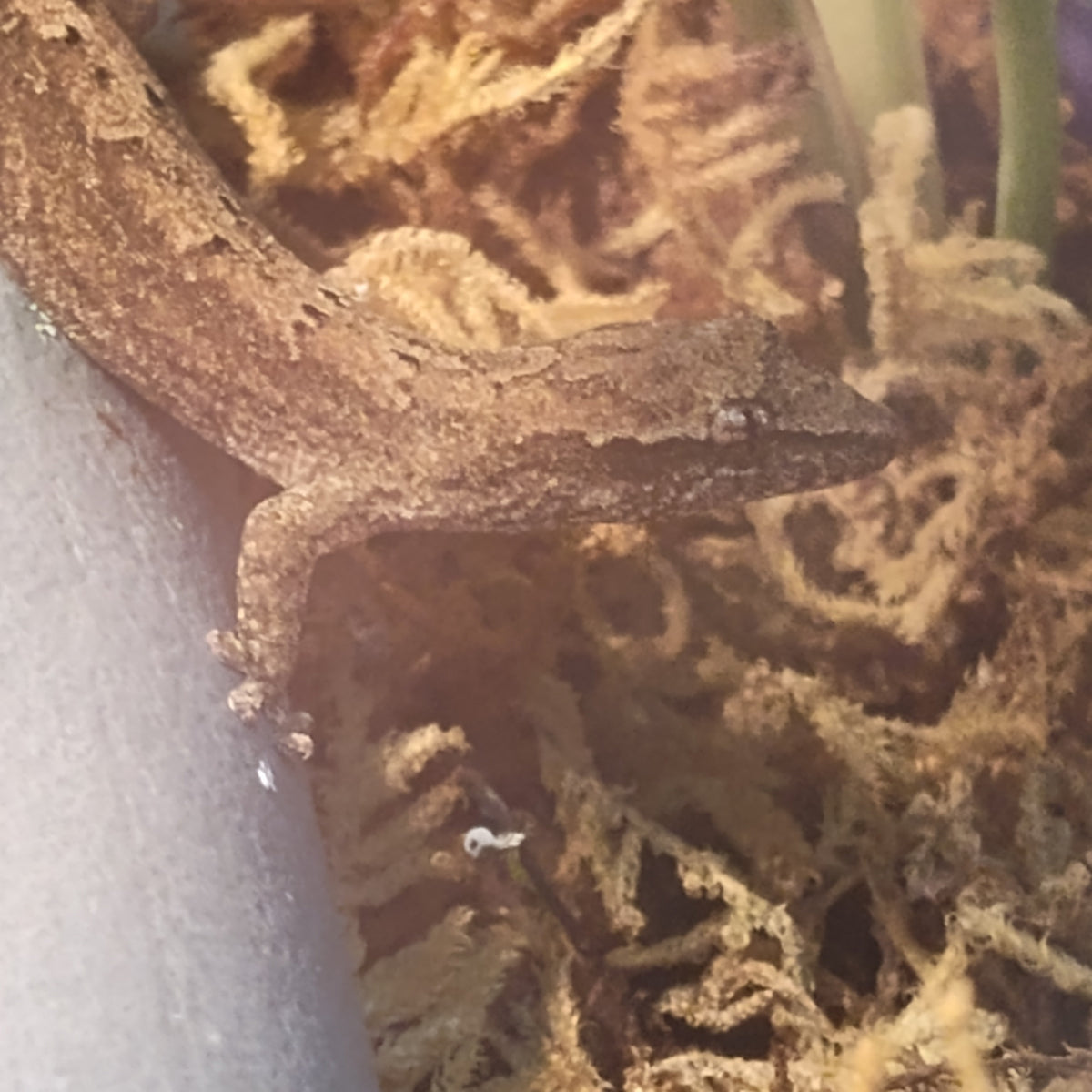 Captive-Bred Mourning Gecko Pairs (Lepidodactylus lugubris)