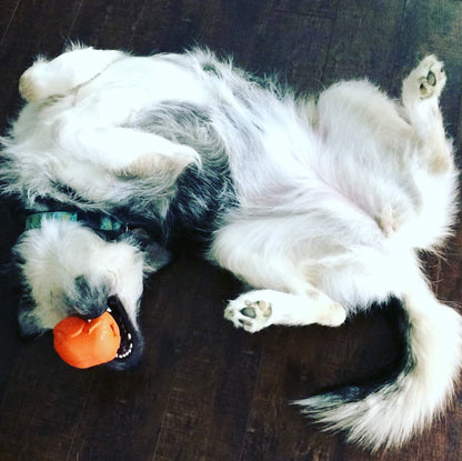 Roasted Turkey eDispenser Durable Rubber Chew Toy & Treat Dispenser - Large - 25% off!