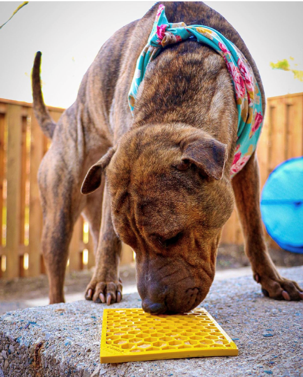 Honeycomb eMat - Enrichment Lick Mat for Dogs and Cats | eMat Enrichment Toy for Anxiety Relief | SodaPup