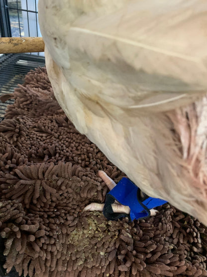 Birdy Bootie (chicken shoes, chicken booties, duck booties and goose shoes) - Triathlete Store