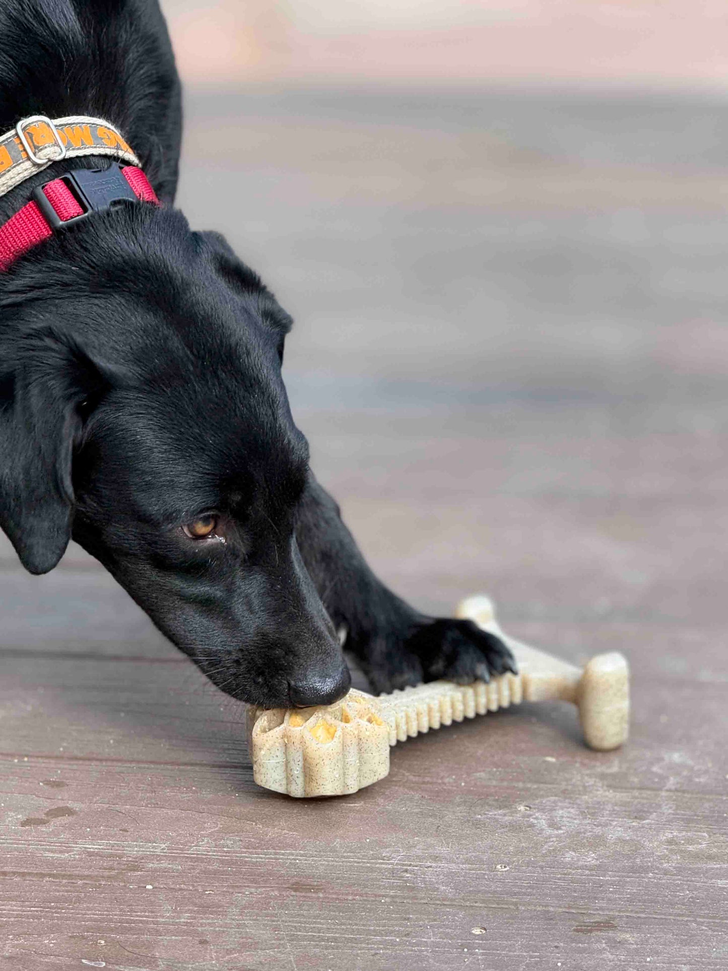 Honey Bone Dental Flower Tower - Indestructible Nylon Dog Chew Toy XL | USA