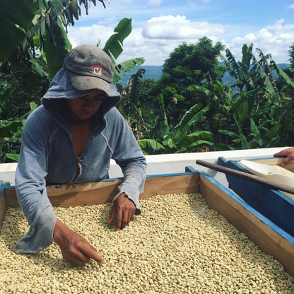 Nicaragua - Finca Idealista Rainforest Microlot