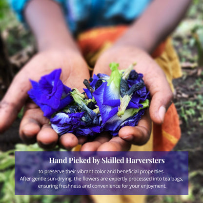 Akshit Butterfly Pea Flower ( Blue Tea ) - 75 Tea Bags, Natural Dried Butterfly Pea Flowers, Caffeine-Free,  NON-GMO