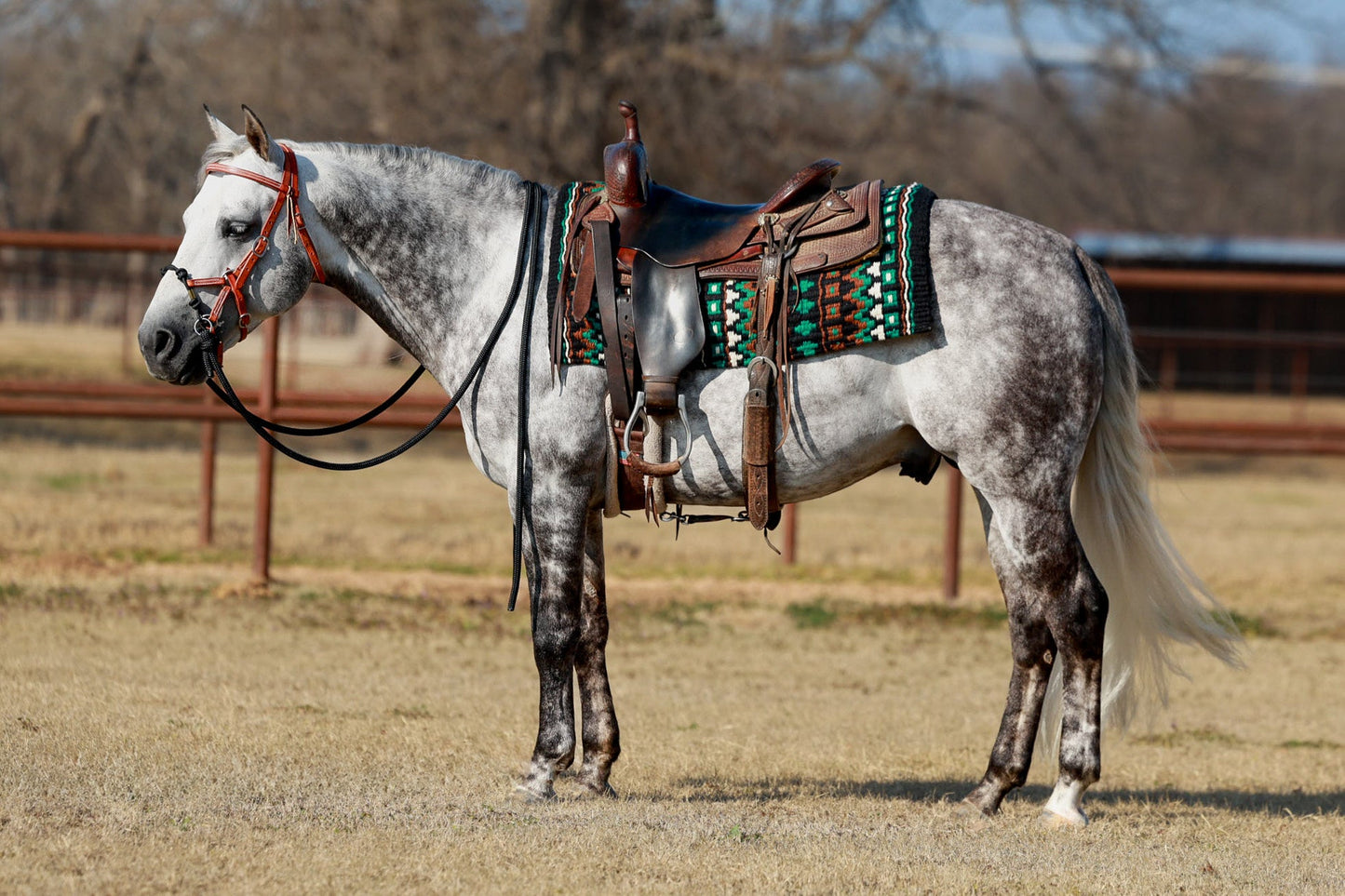 Domino 40X34 New Zealand Wool Saddle Blanket