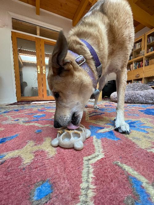 Turtle Nylon Chew Toy - Ultra-Durable Enrichment Toy for Power Chewers USA