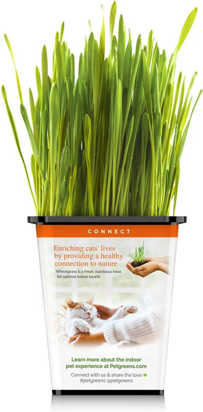 Pet Greens Organic Cat Grass