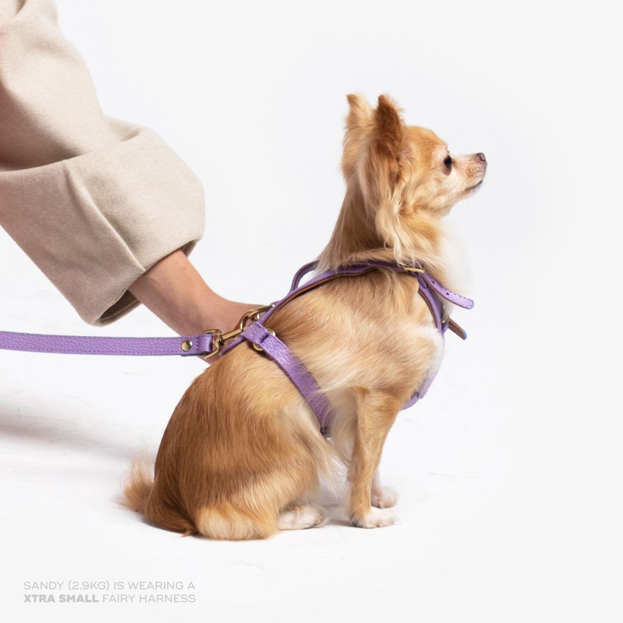 Fairy Heritage Harness