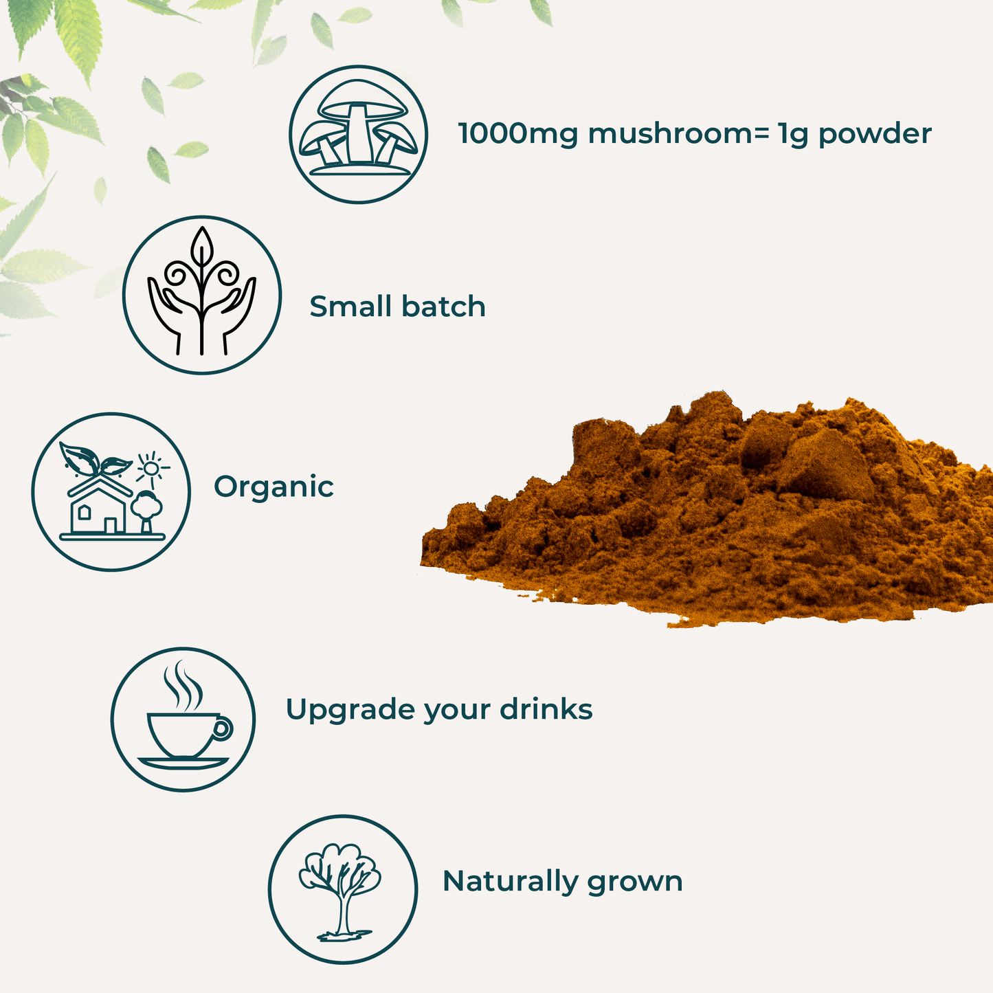Wholesale case of 12 - Shroom #4 Lion's Mane Mushroom Extract