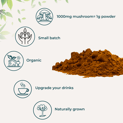 Wholesale case of 12 - Shroom #4 Lion's Mane Mushroom Extract