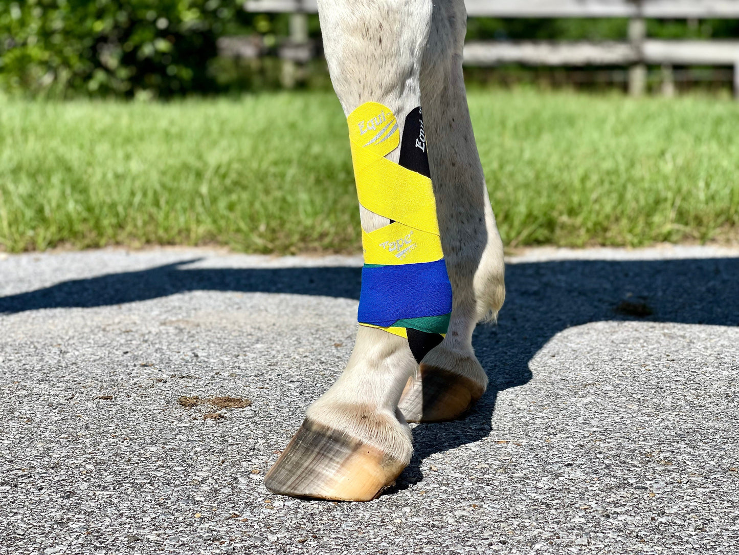 Module: Lower Leg