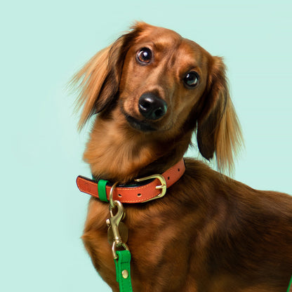 Loyal Collar