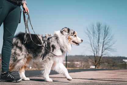 Reflective Multi-Function Leash