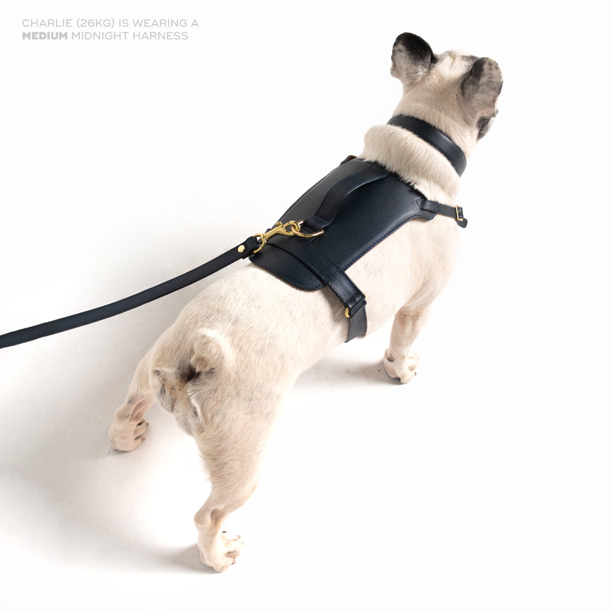 Midnight Heritage Harness