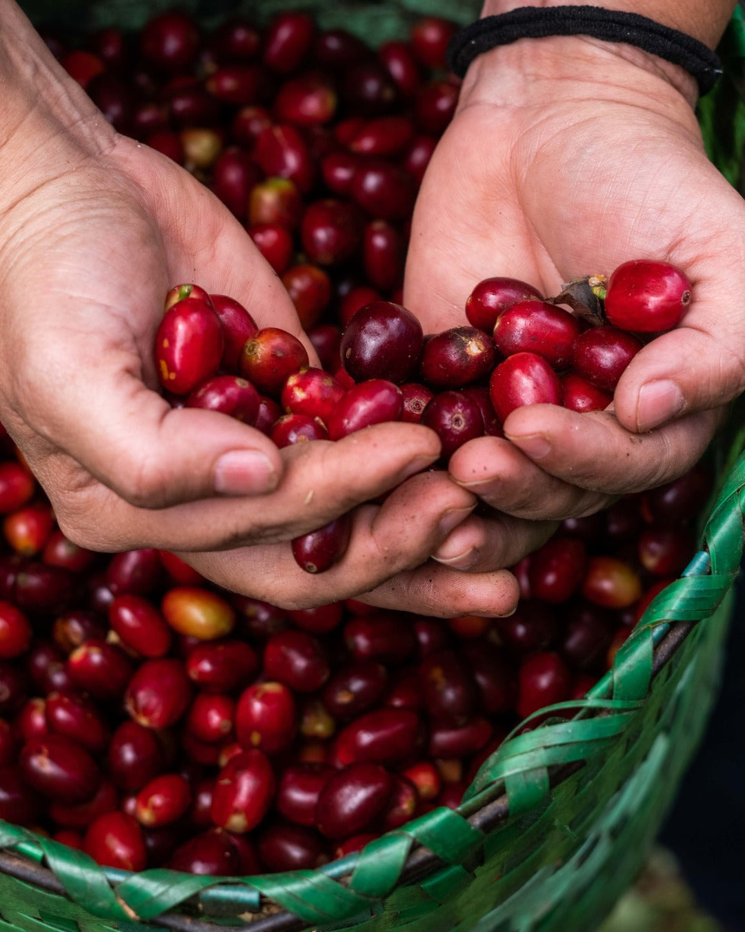 Honduran Parainema Coffee 1.8oz (50g) Sample bag