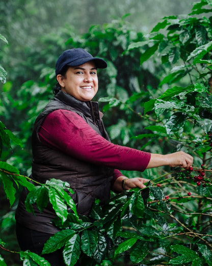 Honduras Monte Fresco Parainema Washed