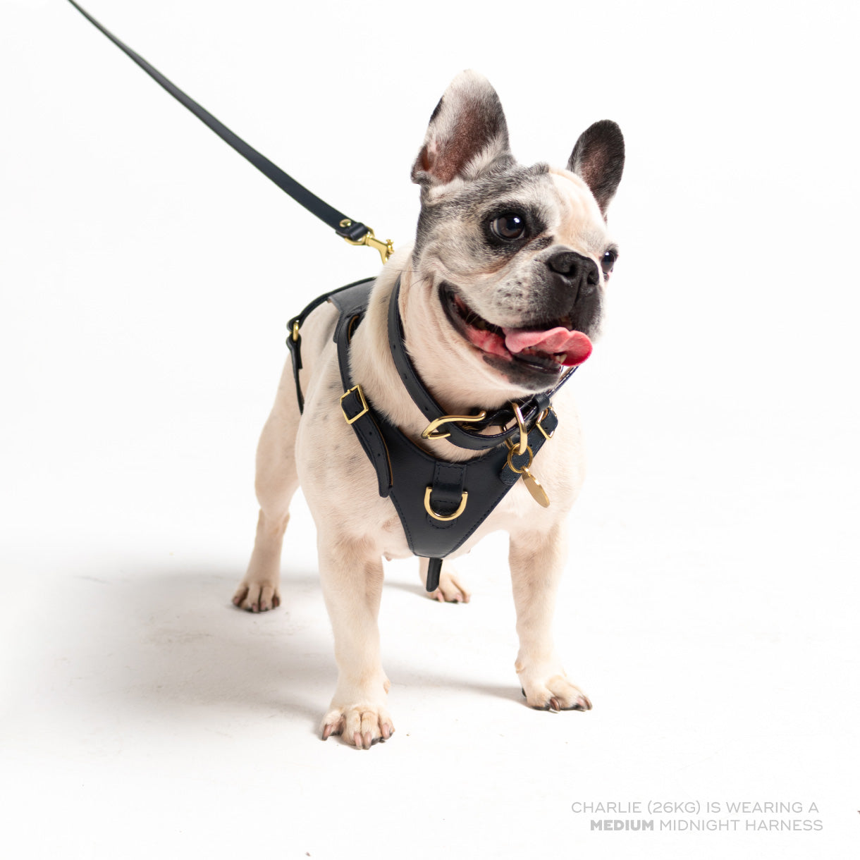 Midnight Heritage Harness