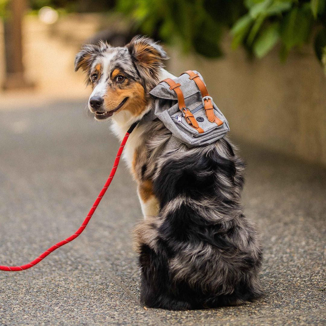 Mini Adventure Dog Backpack – Stylish & Functional