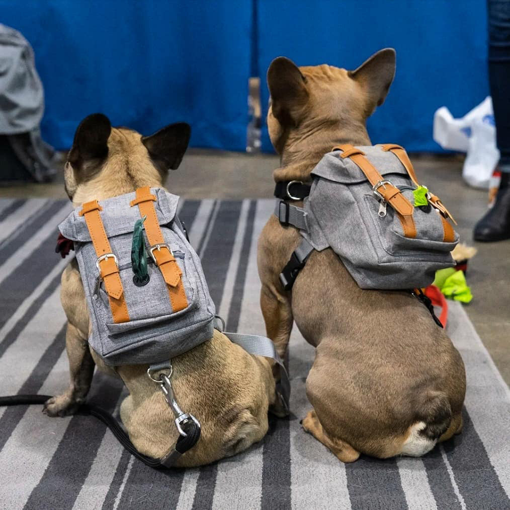 Gray Mini Dog Backpack with Waste-Bag Dispenser