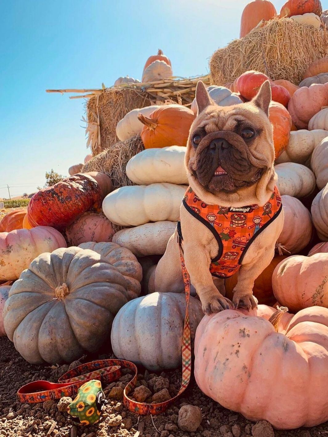 Pupkin Patch Leash Kit