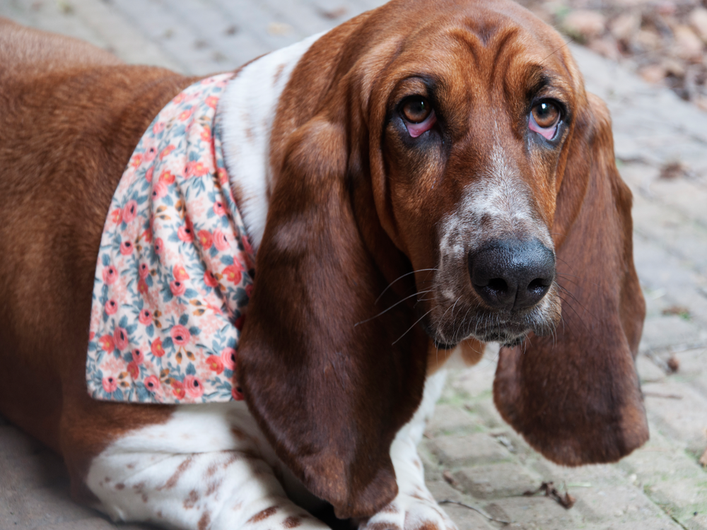 "Classic Bandana" Dog Bandana