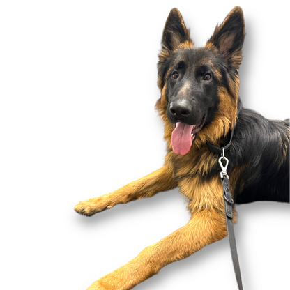 Martingale Dog Collar