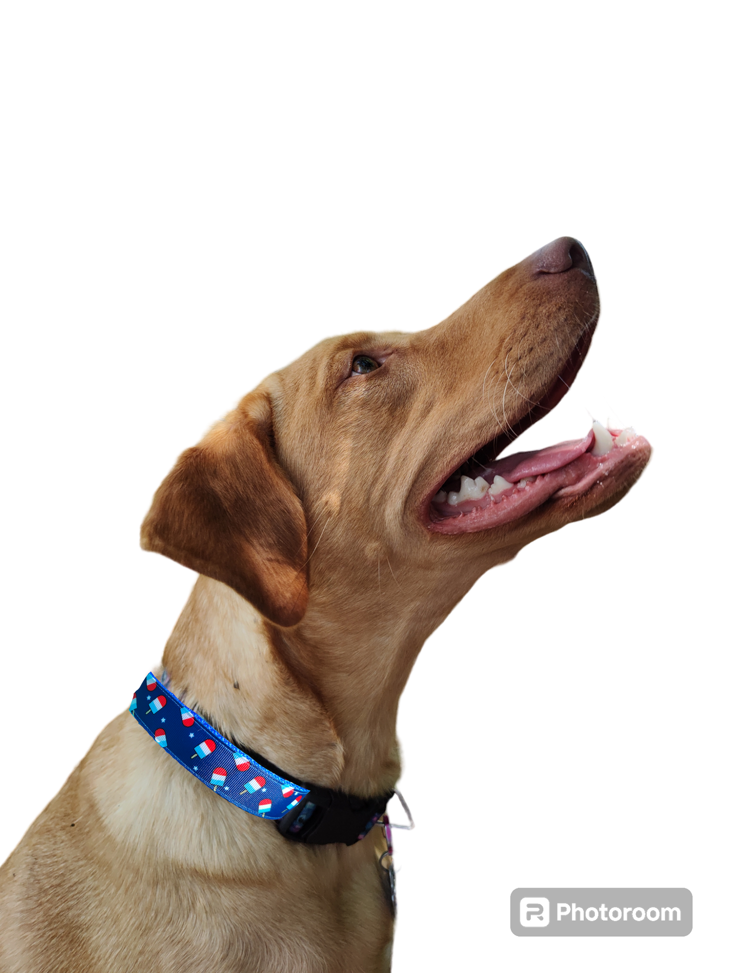 Summer Pop Blue Nylon Dog Collar MD, LG, XL, Leash