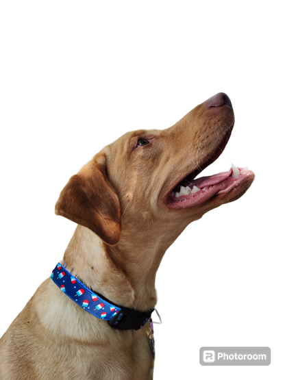 Summer Pop Blue Nylon Dog Collar MD, LG, XL, Leash