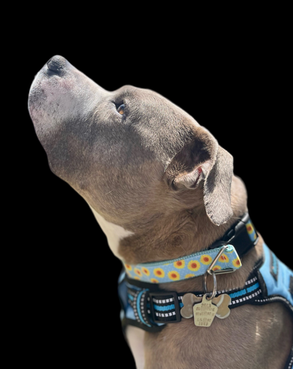 Yellow Flowers Black Nylon Dog Collar MD, LG, XL, Leash