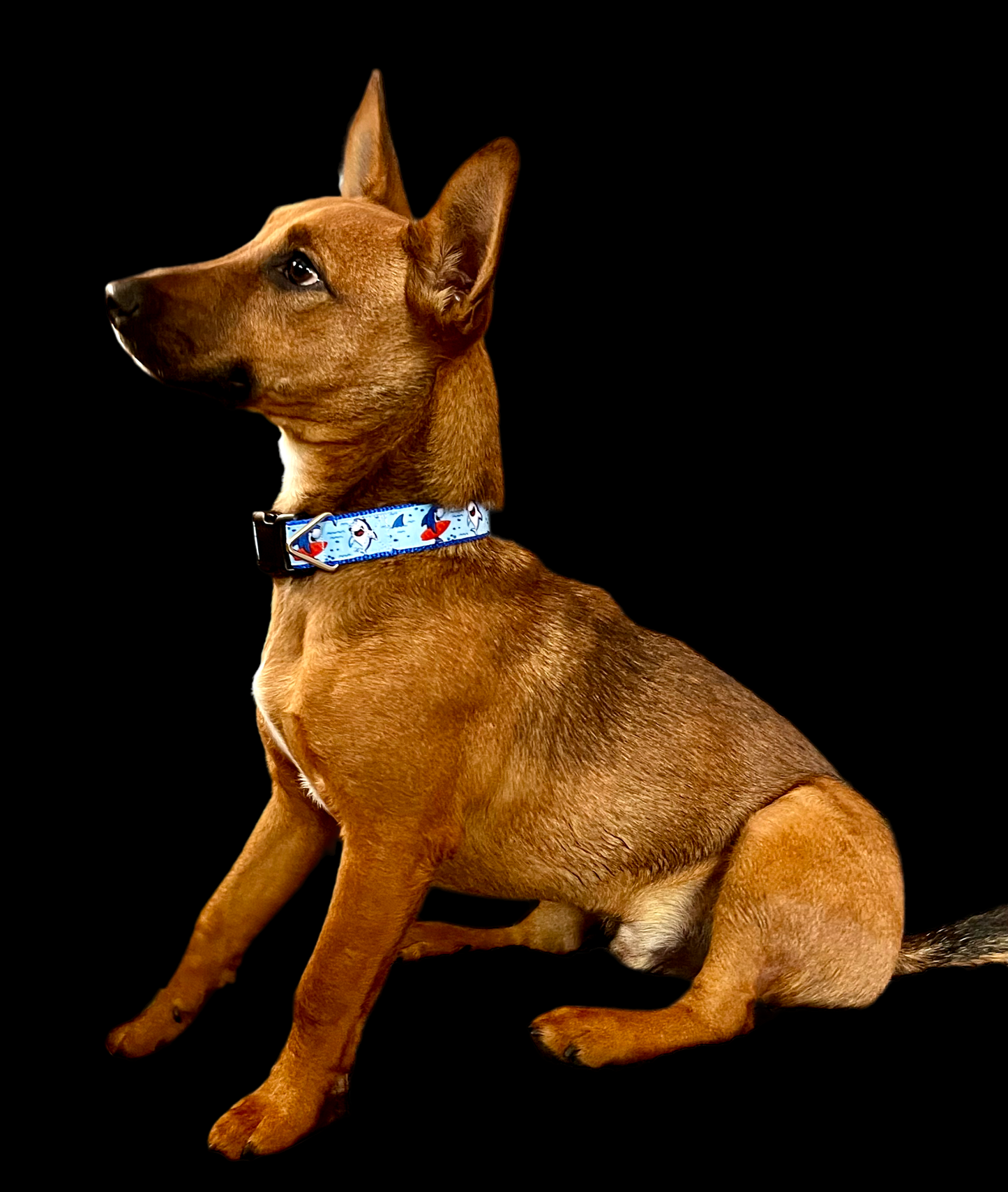 Surfer Sharks Blue Nylon Dog Collar MD, LG, XL, Leash