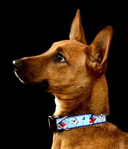 Surfer Sharks Blue Nylon Dog Collar MD, LG, XL, Leash