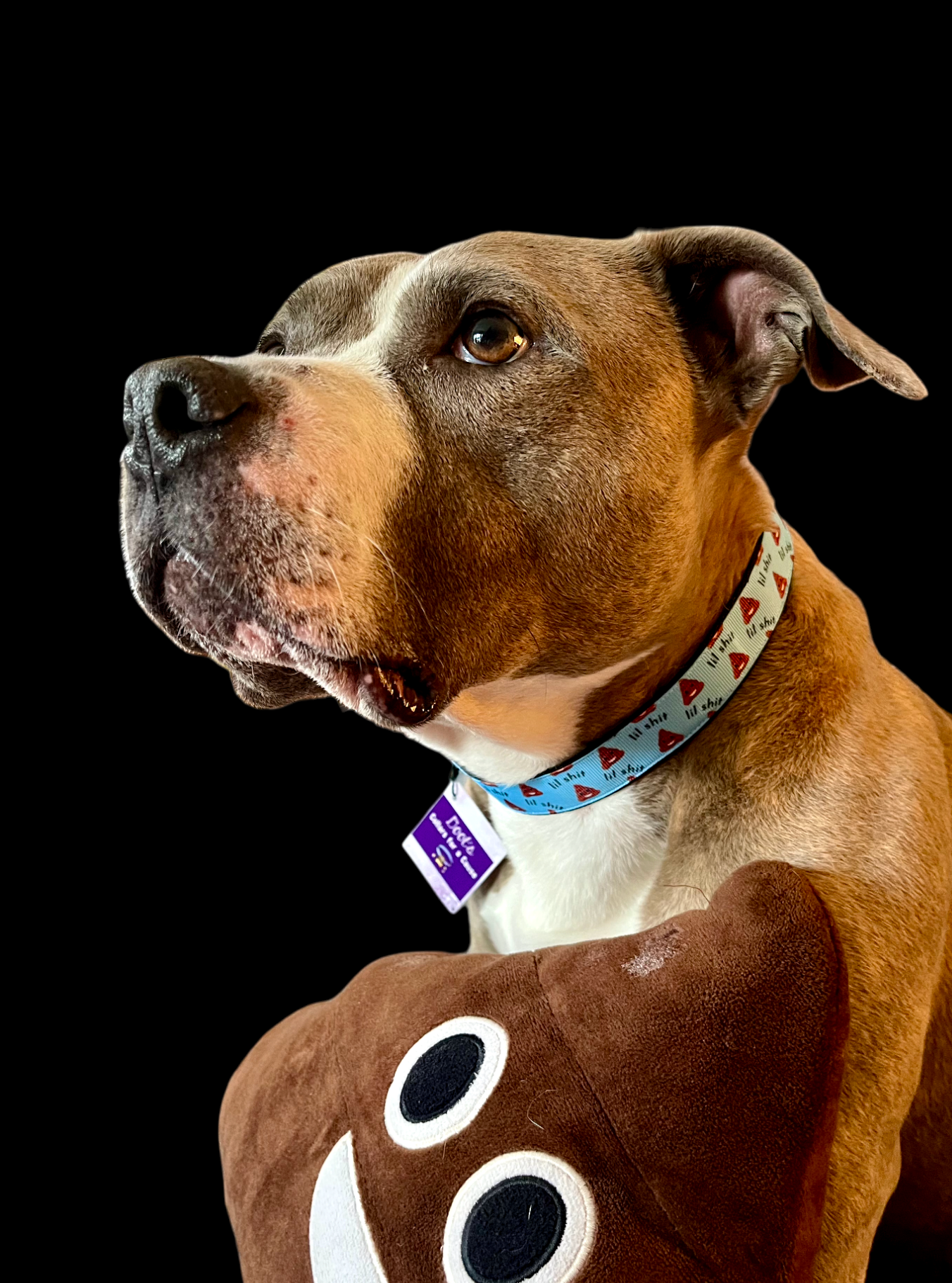 Lil Shit Black Nylon Dog Collar MD, LG, XL, Leash