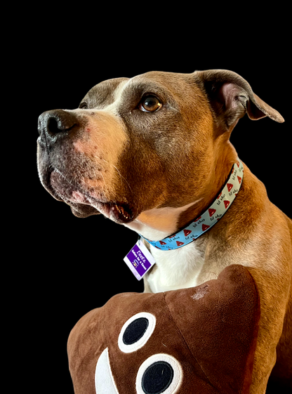 Lil Shit Black Nylon Dog Collar MD, LG, XL, Leash