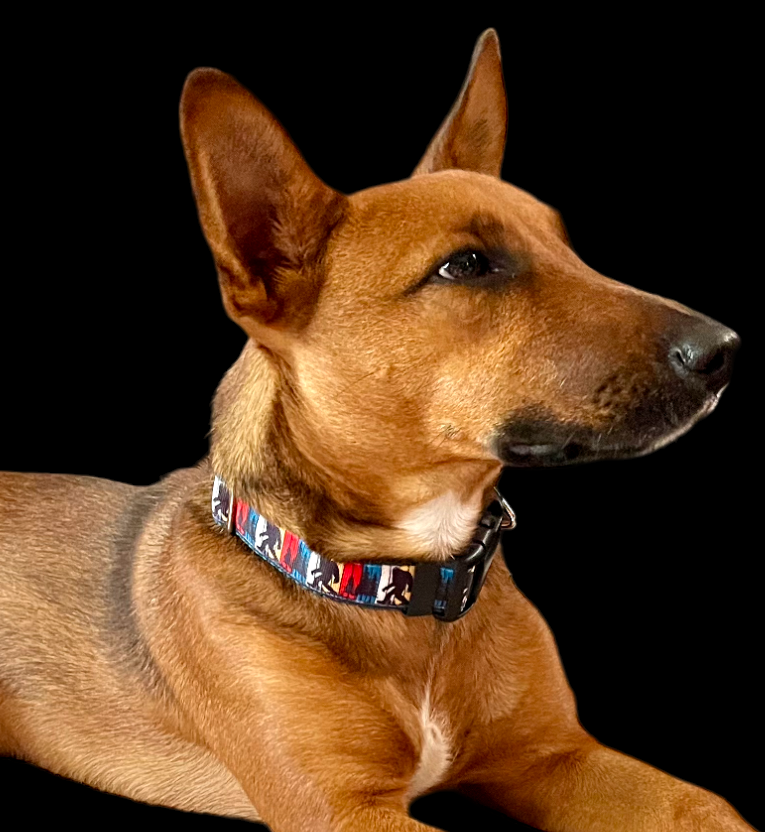 Bigfoot Sasquatch Black Nylon Dog Collar MD, LG, XL, Leash