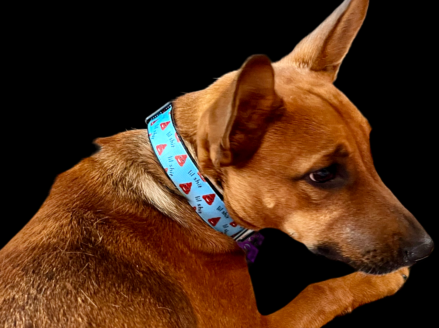 Blue Lil Shit Nylon Dog Collar MD, LG, XL, Leash