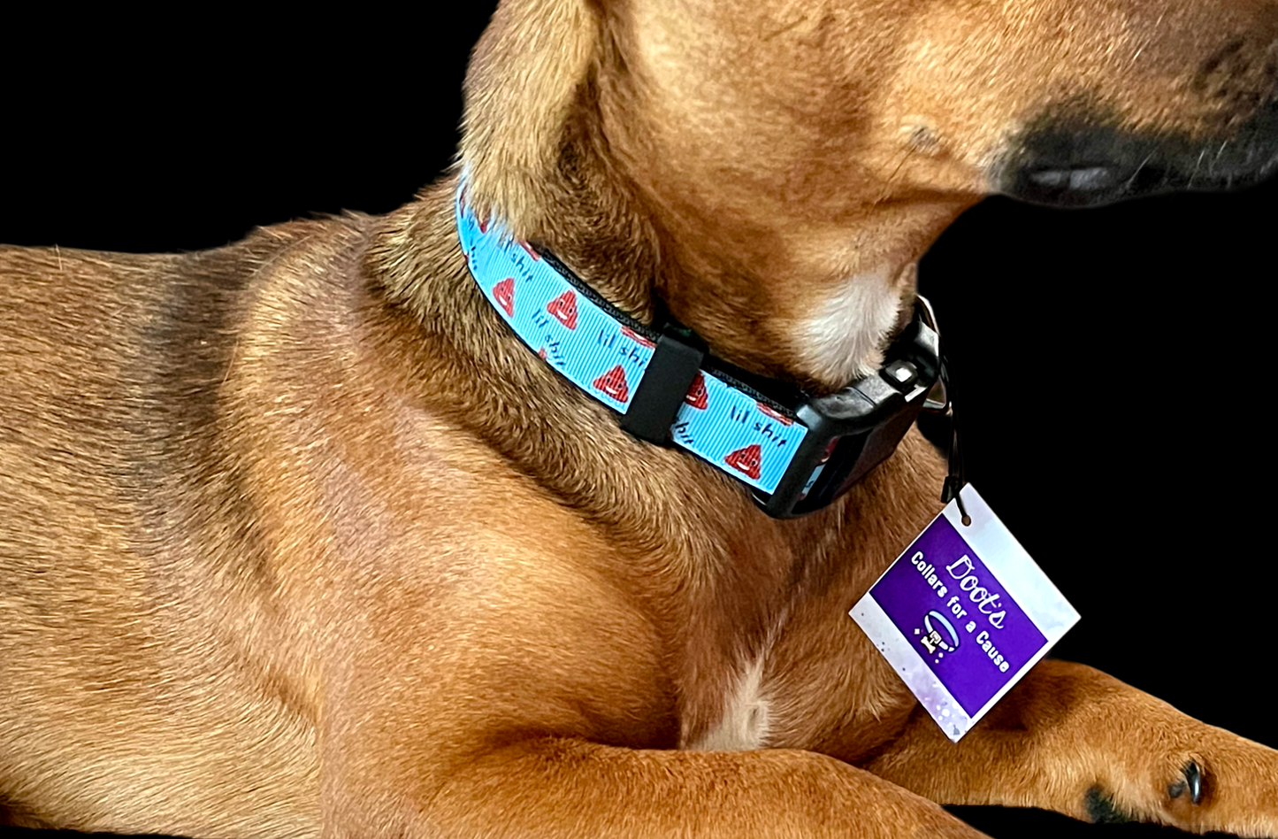 Blue Lil Shit Nylon Dog Collar MD, LG, XL, Leash