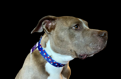 Summer Pop Blue Nylon Dog Collar MD, LG, XL, Leash