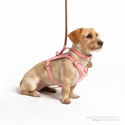 Rosè Heritage Harness