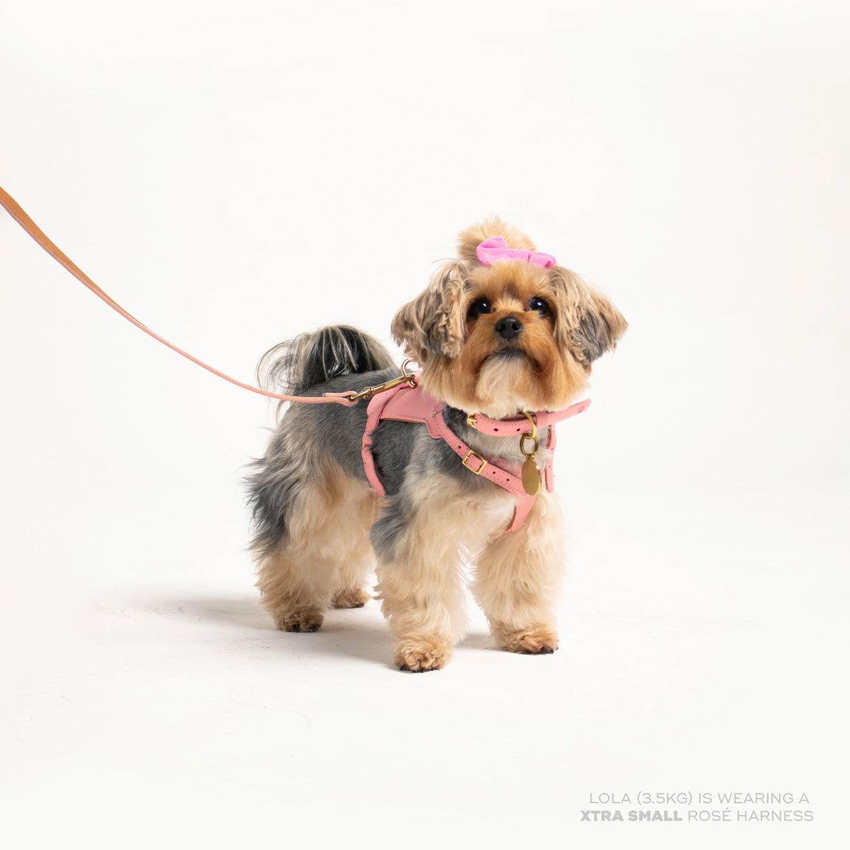 Rosè Heritage Harness