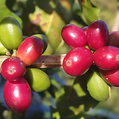 Honduran Espresso Blend Coffee 1.8oz (50g) Sample bag