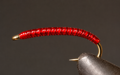 Rock Worm / Annelid - Red or Purple