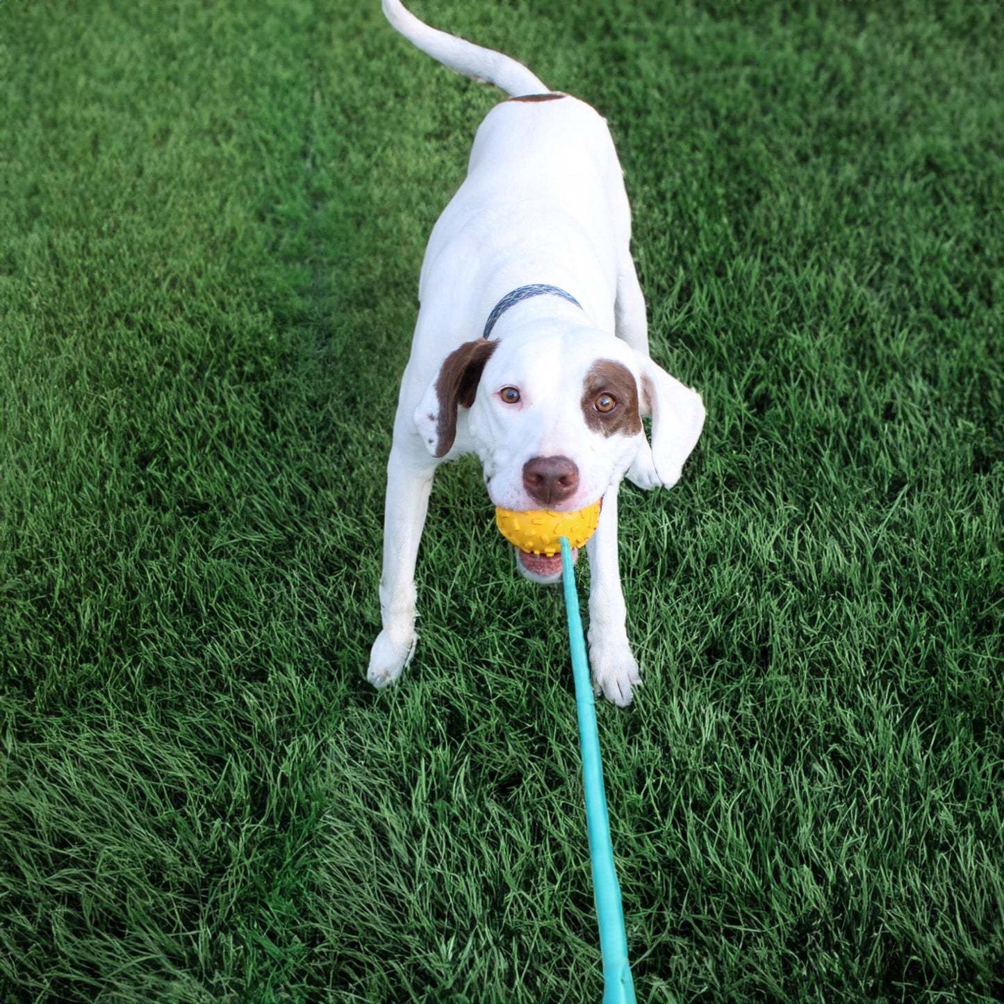 Mako Treat n Chew Rope Toy