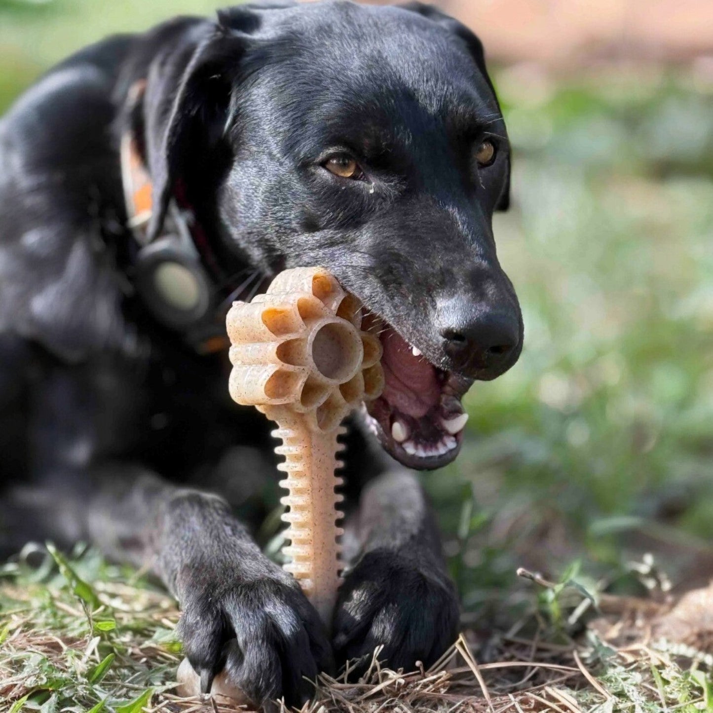 Honey Bone Dental Flower Tower - Durable Nylon Dog Chew Toy XL | USA