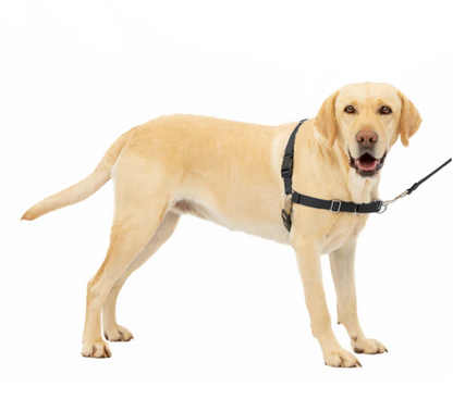 Petsafe Easy Walk Dog Harness Black Large