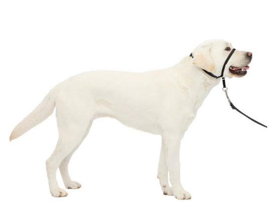 Petsafe Gentle Leader® Headcollar, No-Pull Dog Collar Black Large
